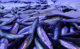 Hamsi ihracatında  2 milyon doların üzerinde döviz girdisi