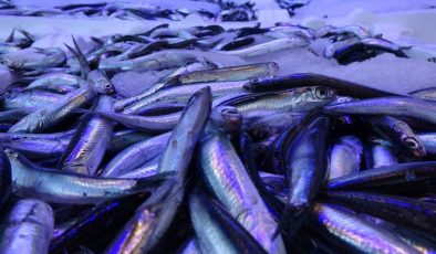 Hamsi ihracatında  2 milyon doların üzerinde döviz girdisi