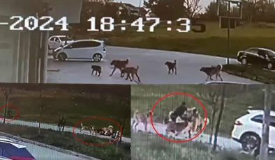 30 dikiş atıldı, çenesi kırıldı! Dehşete düşüren olayda köpekler sahipli çıktı