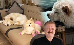 Çin aslanı evdeki diğer köpeği kıskandı sahibini hastanelik etti: Pacağı parçalandı