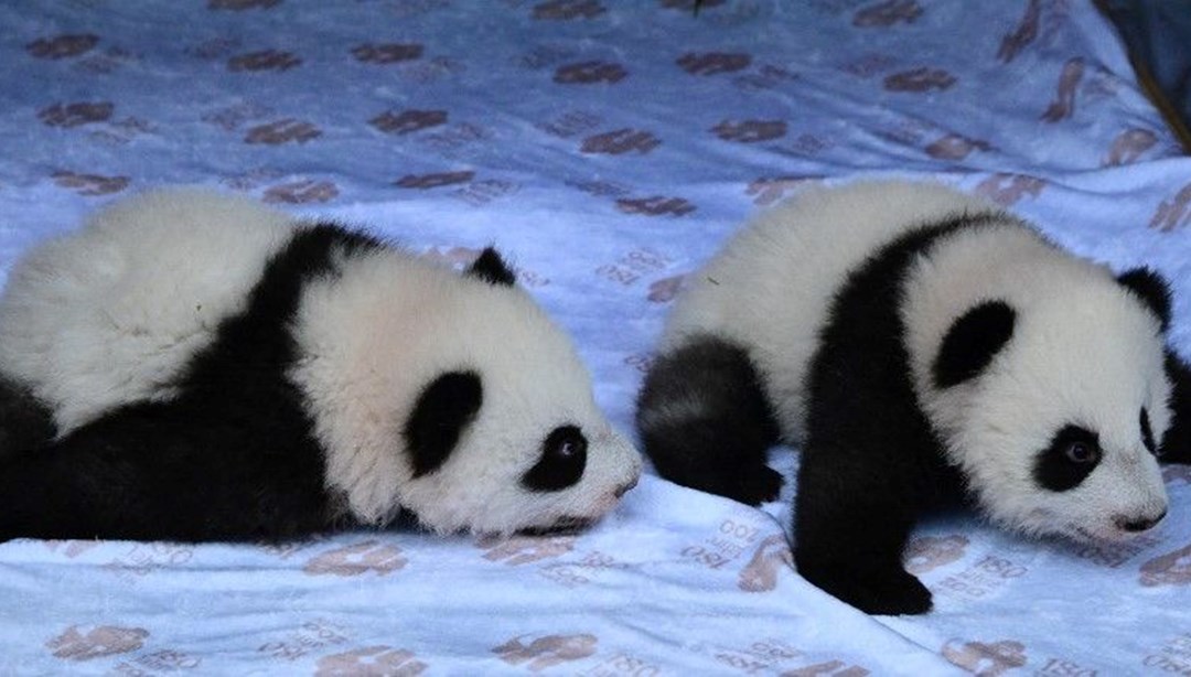 İkiz yavru pandalar, ziyaretçileriyle buluştu
